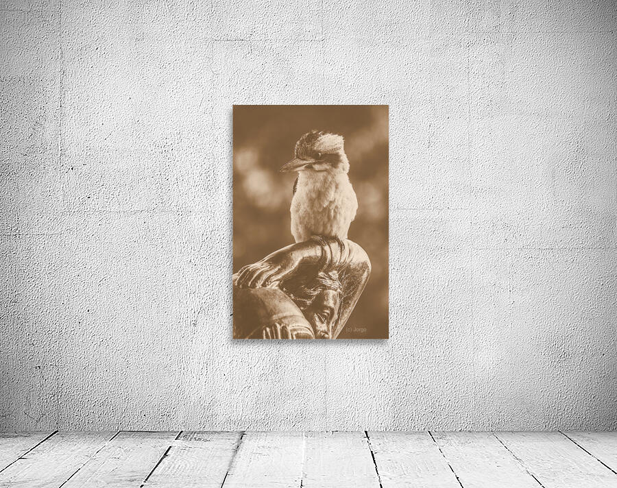 Courtyard Kookaburra Wall Preview
