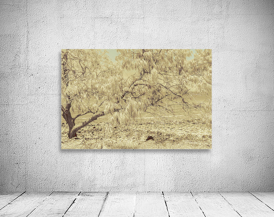 Casuarina Antiquity Wall Preview