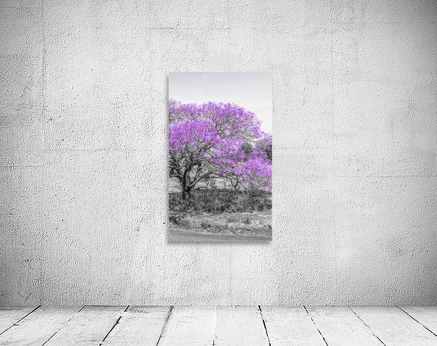 Jacaranda Hues Wall Preview