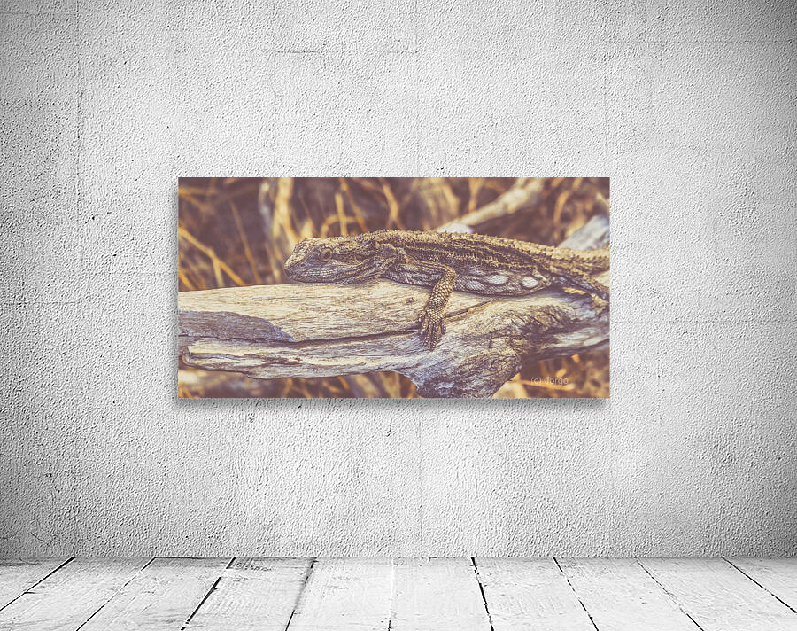 Wooded Dragon Wall Preview