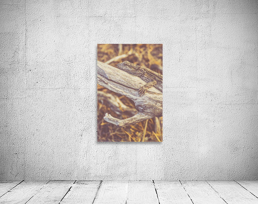 Outback Afternoons Wall Preview