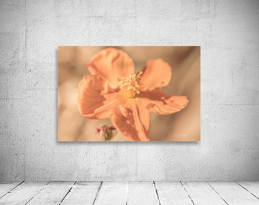 Softness And Serenity Wall Preview