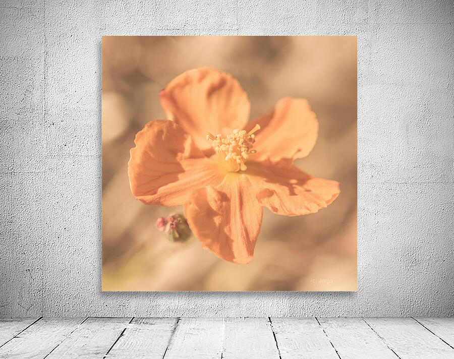 Wildflower Wonders Wall Preview