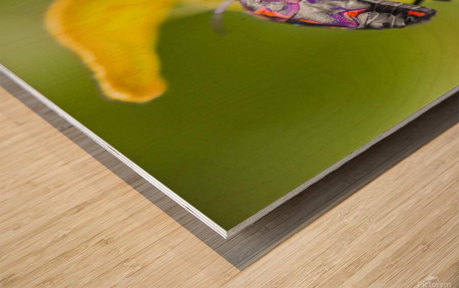 Beetle botanics Wood print