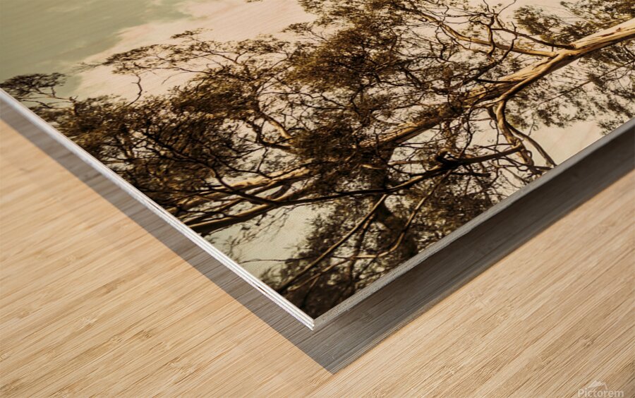 Gumtree bushland Wood print