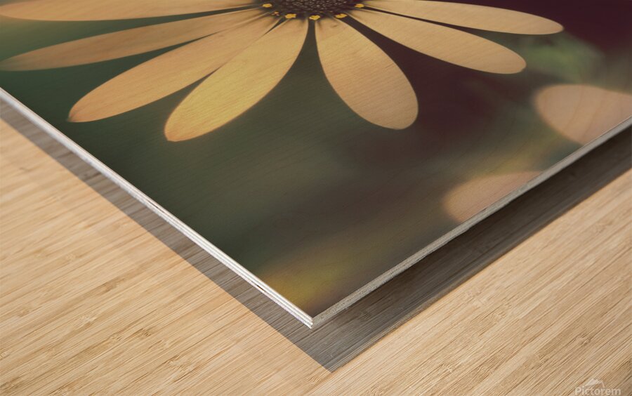 Two daisies growing in a spring garden field Wood print