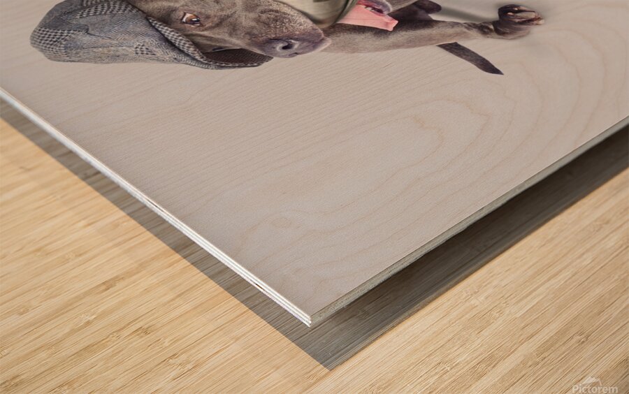 Isolated newspaper dog carrying latest news Wood print