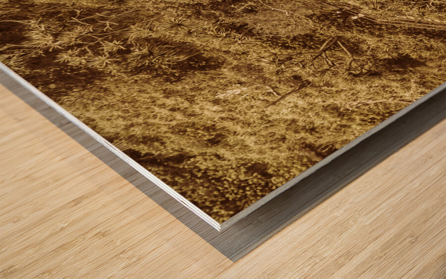 Woodland walk Wood print