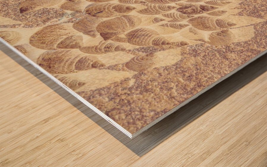 Spiral seaside Wood print