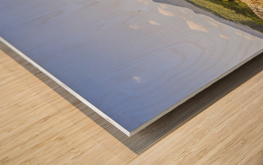 Colour wilds  Wood print