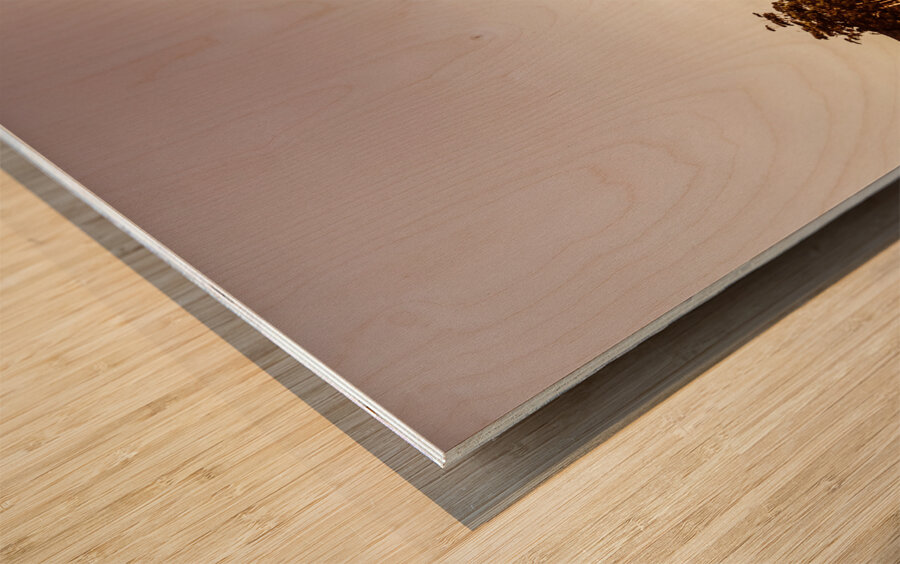 Freycinet bushland background Wood print