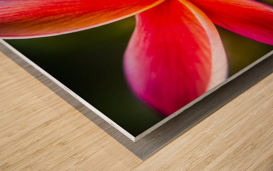 Colorful tropics Wood print