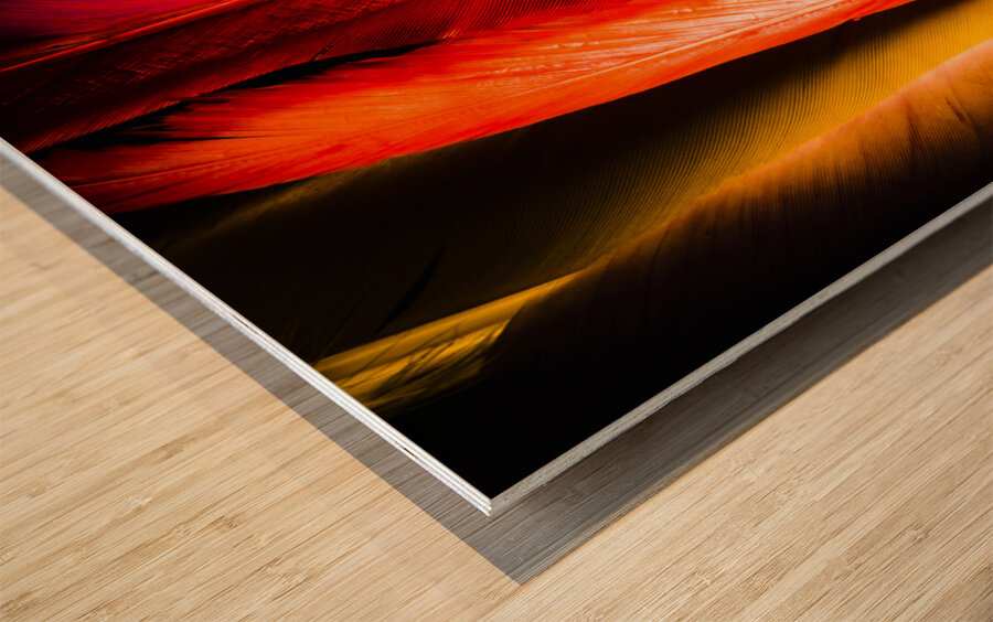 Colourful feather art Wood print