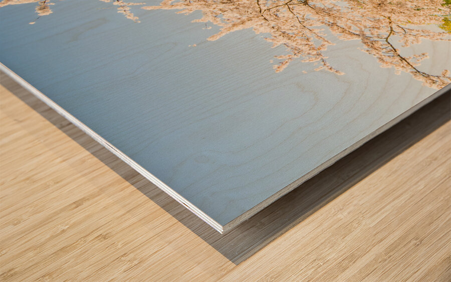 Cherry blossom lane Wood print