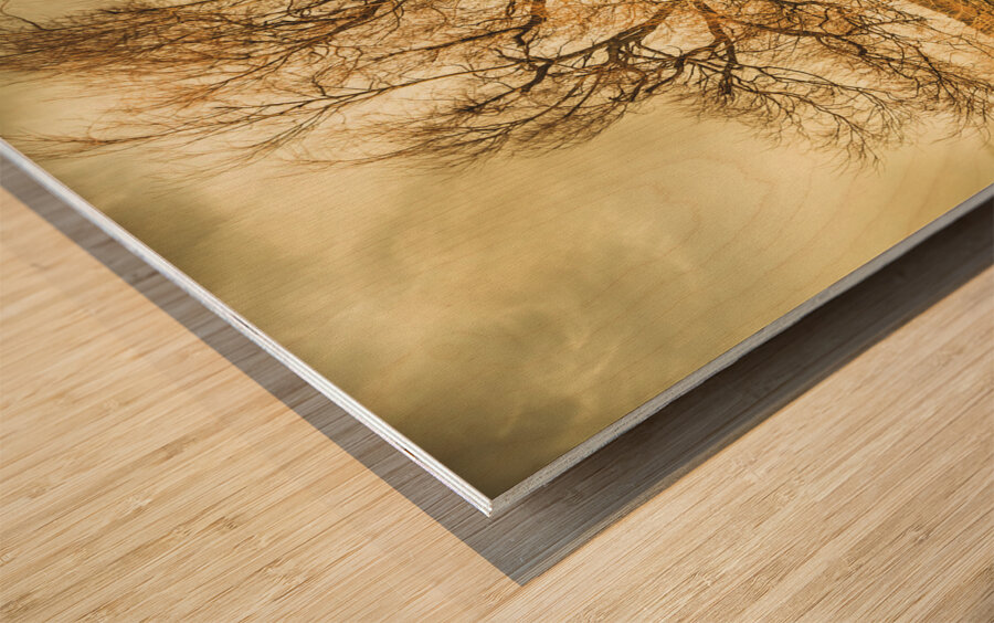 Dead tree in seasons bare Wood print