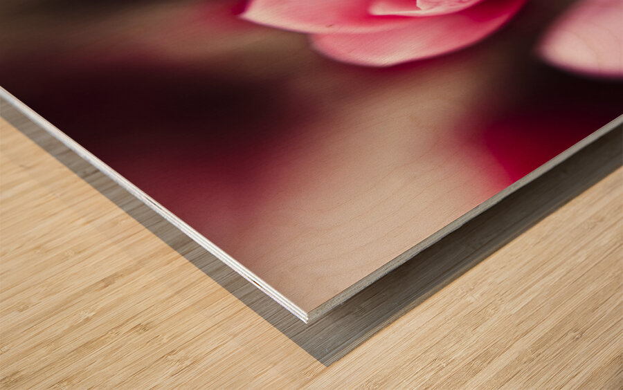 Sparaxis Grandiflora flower macro Wood print