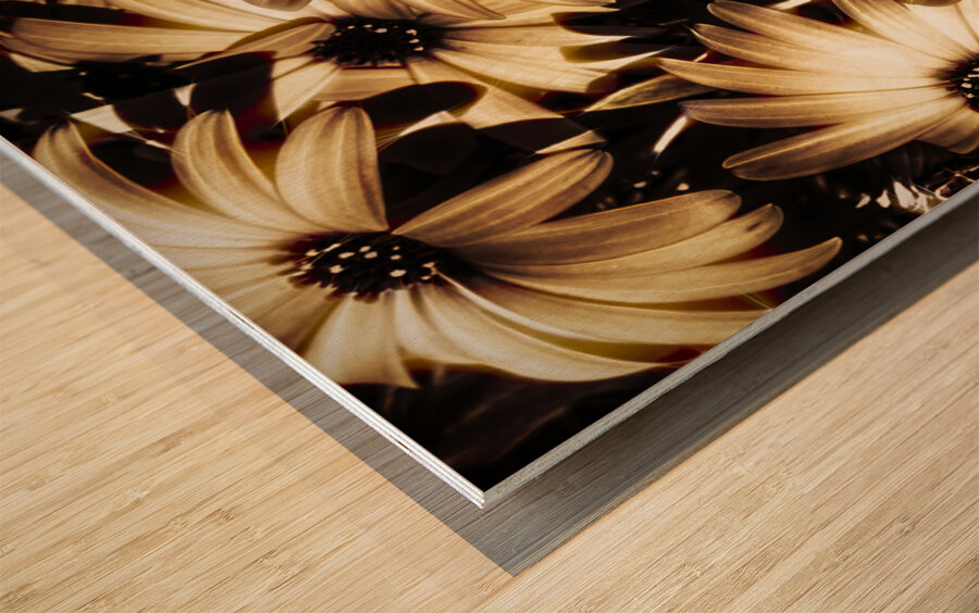 Cape daisy darkness Wood print