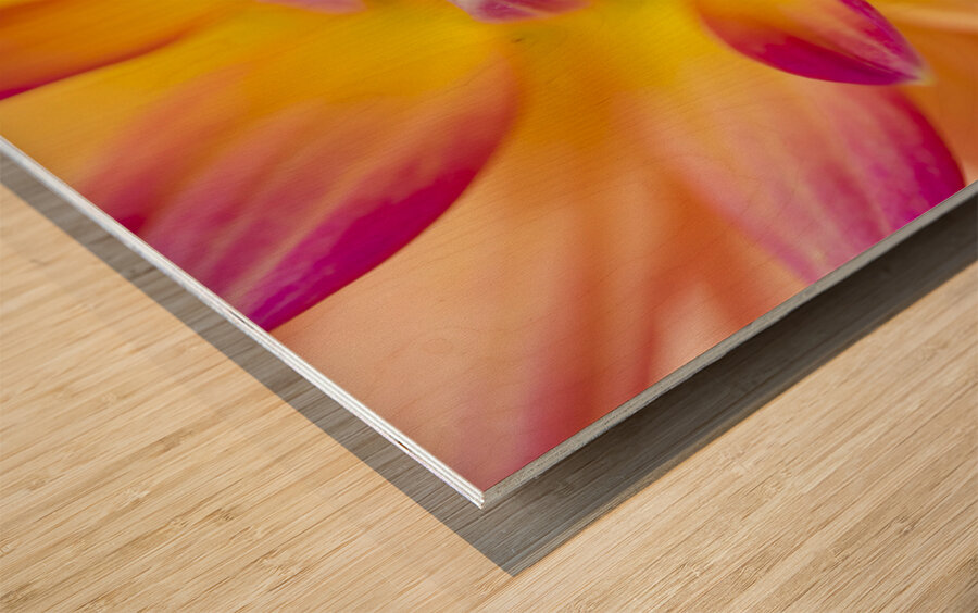 Beautiful colourful flower macro. Spring beauty Wood print