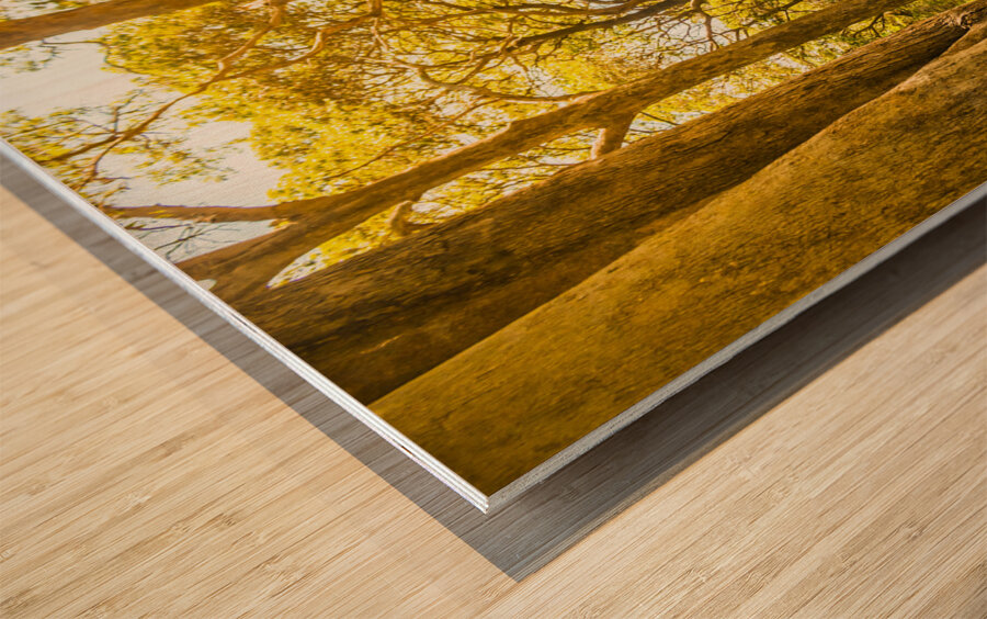 Trailing tales and forest footpaths Wood print