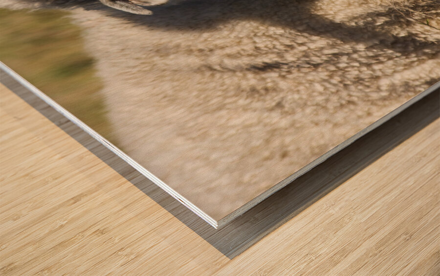 Outback Sheep Wood print