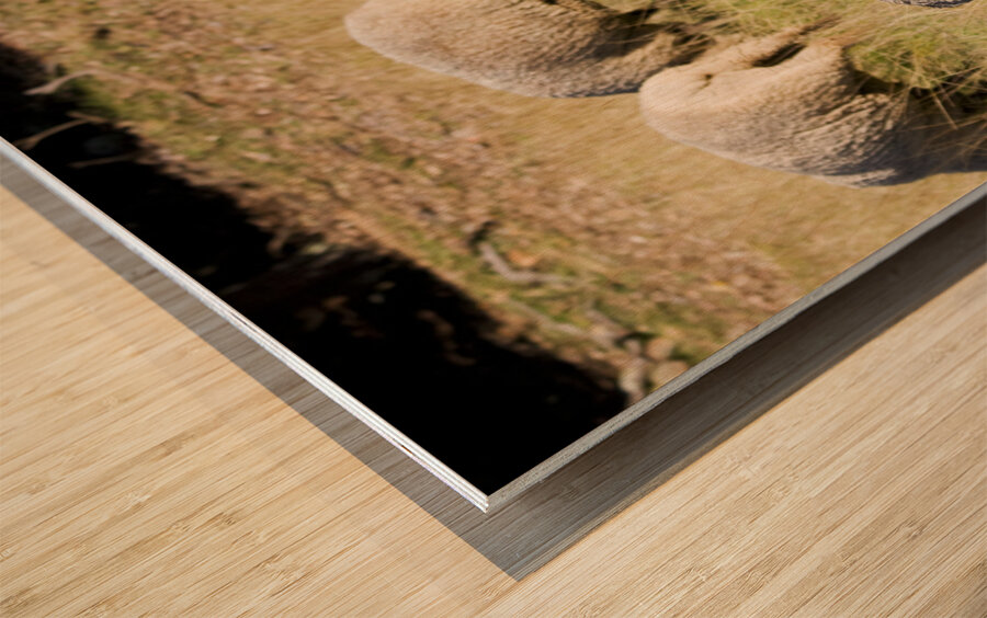 Farmyard Scene Wood print