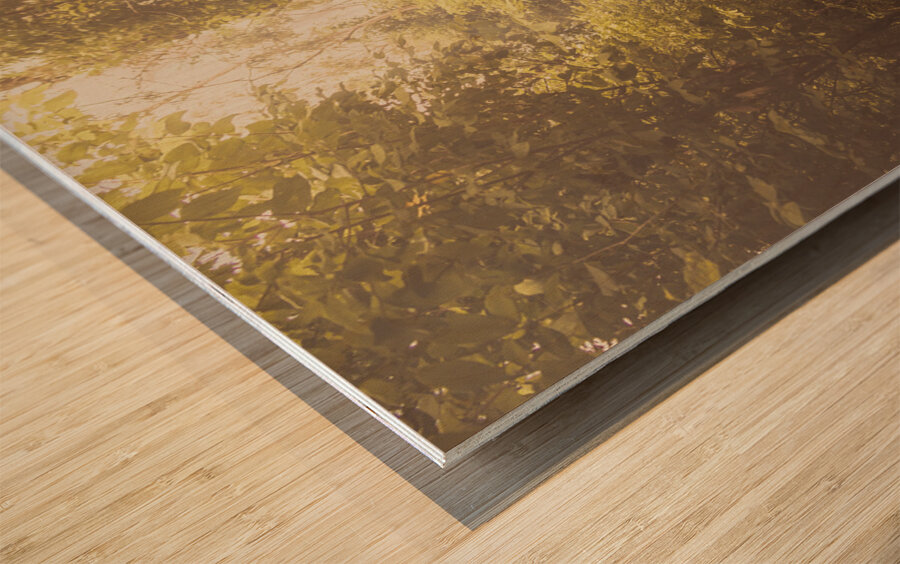 Trailing mystery Wood print