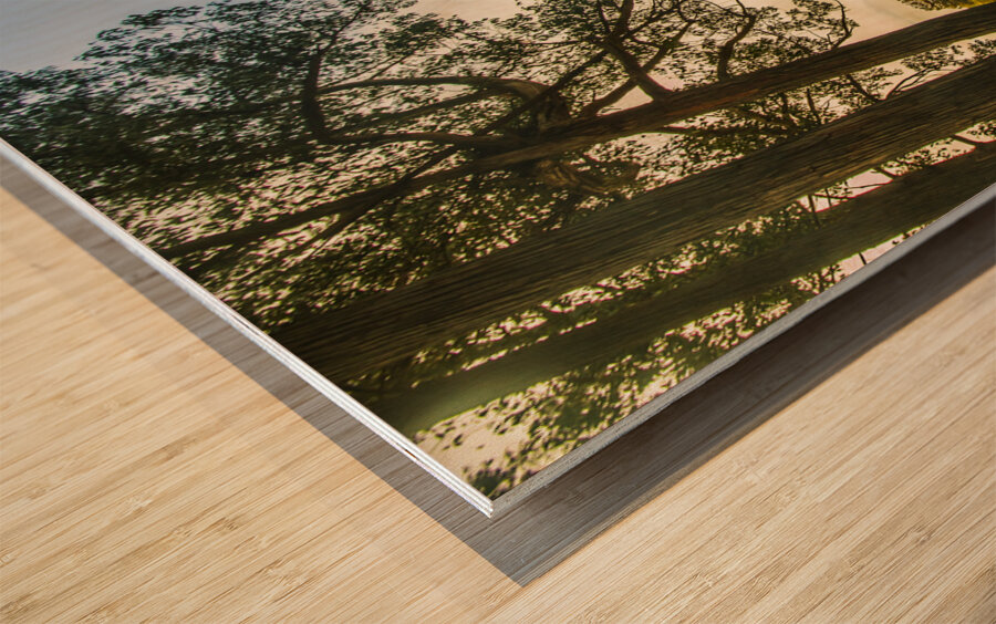 Forest tree vista Wood print