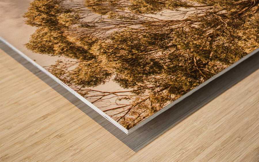 Vivid tree in a outback Australia Wood print