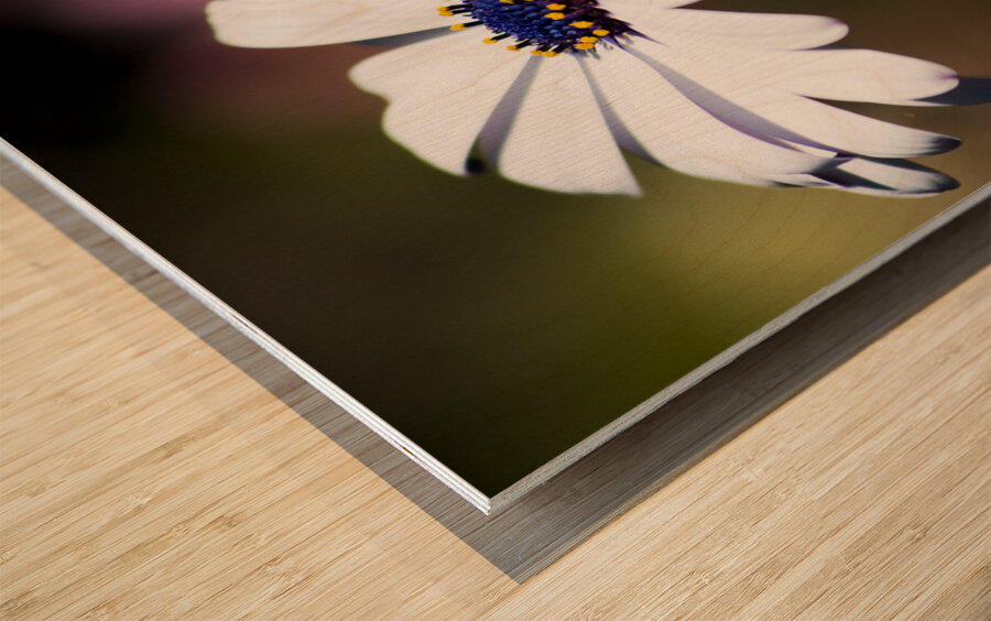 Purple Daisy Wood print