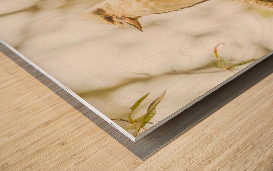 Kingfisher views Wood print