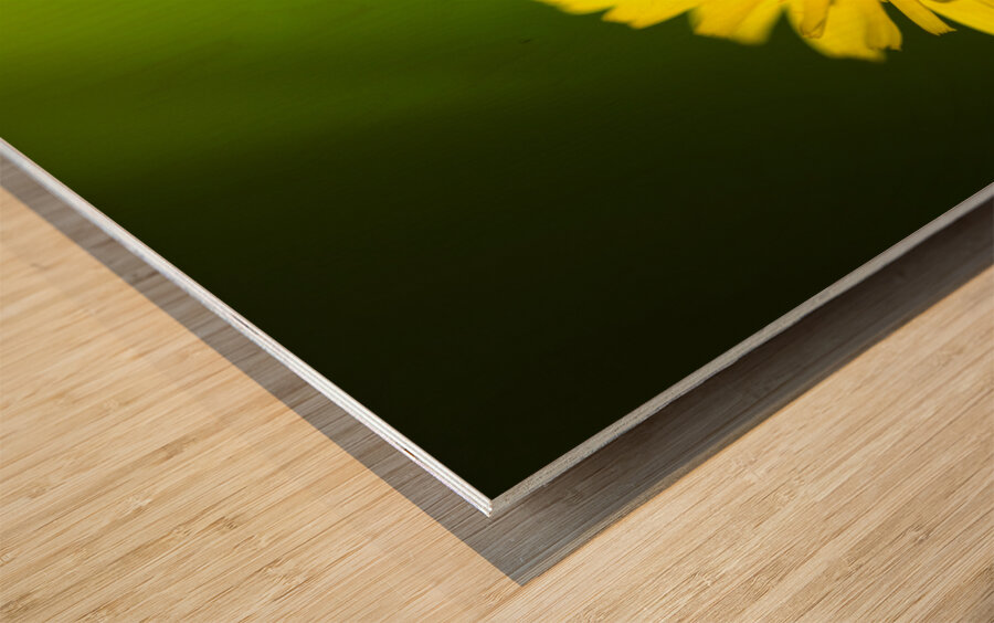 Dandelion Flower Wood print