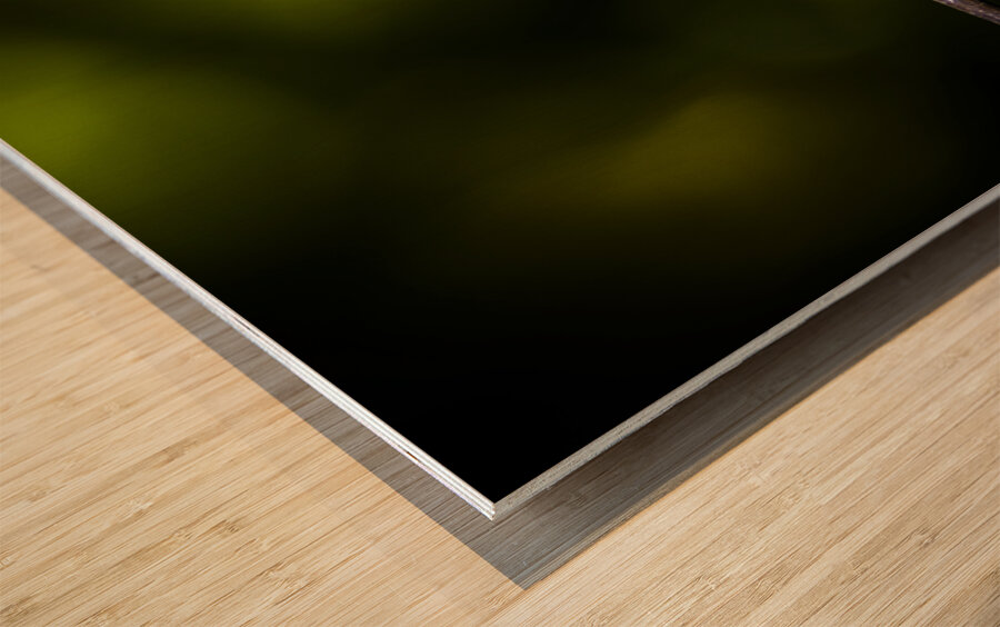 Colourful australian dragonfly at insect crossing Wood print