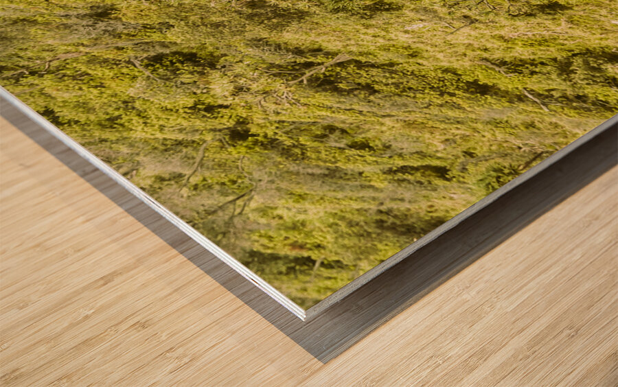 Forest footbridge Wood print