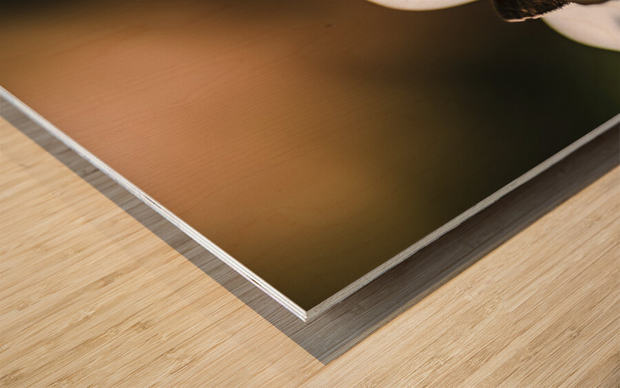 Moth insects on a bright and lush garden flower Wood print