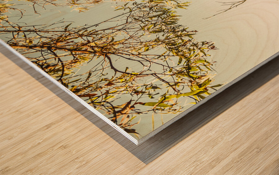 Still lake afternoon  Wood print