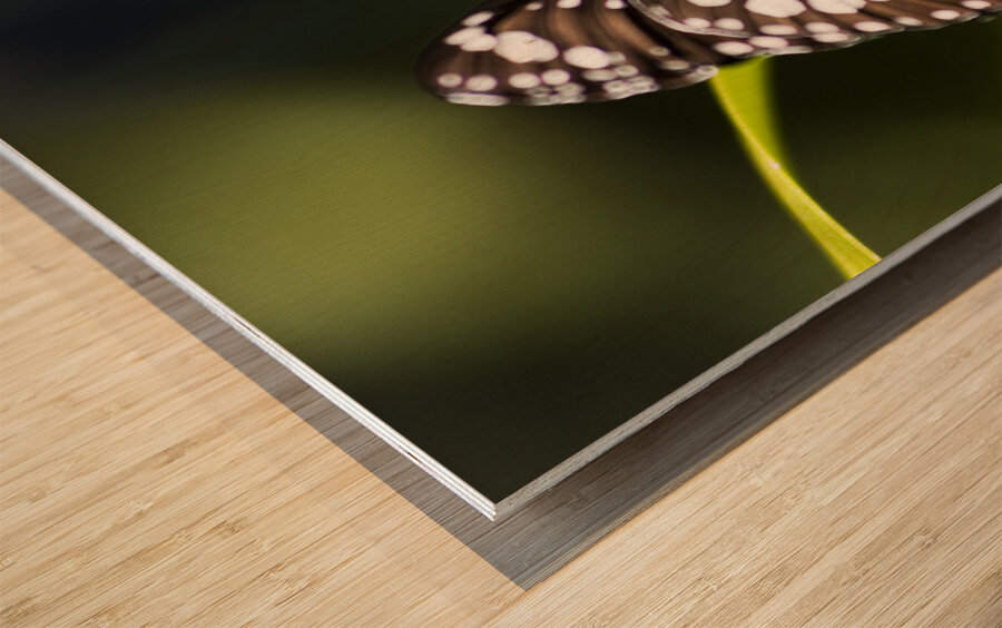 Tropical Butterfly Wood print