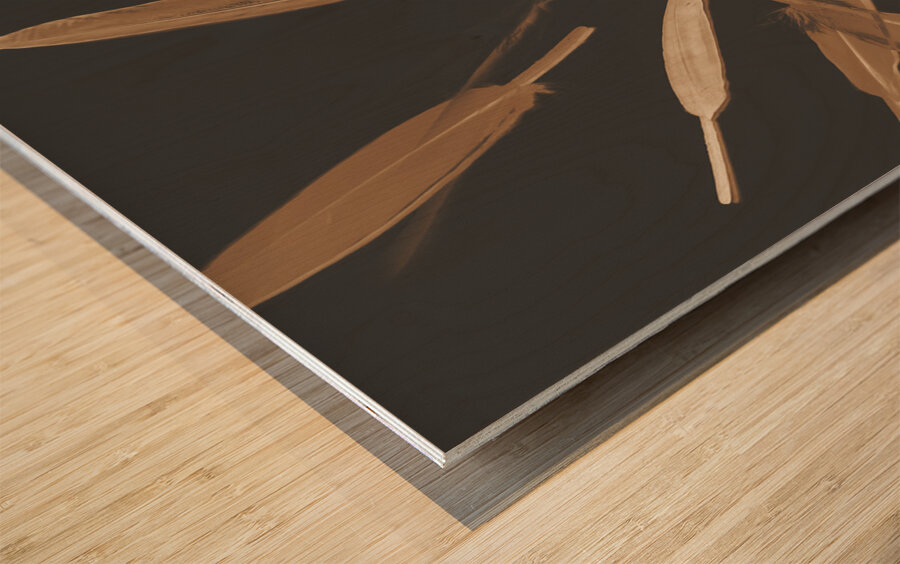 Feather Feature  Wood print