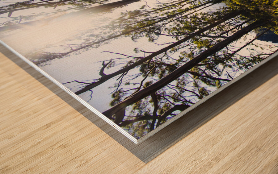 Explore tasmania Wood print