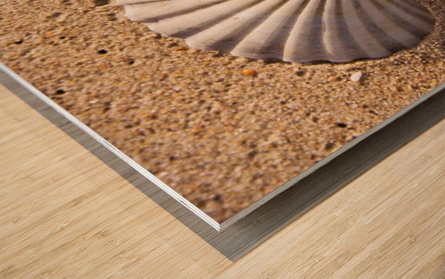 Sandy Shell Wood print