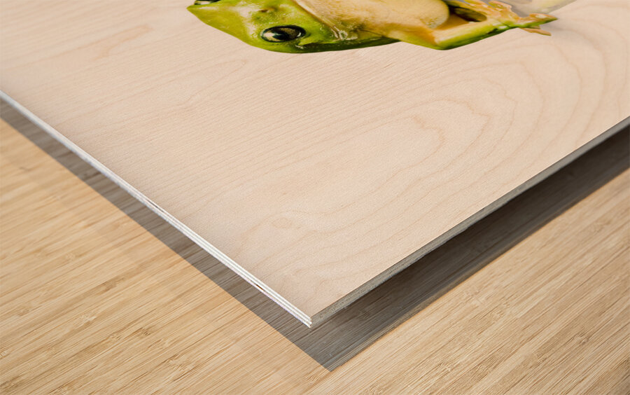 Green Tree Frog Wood print