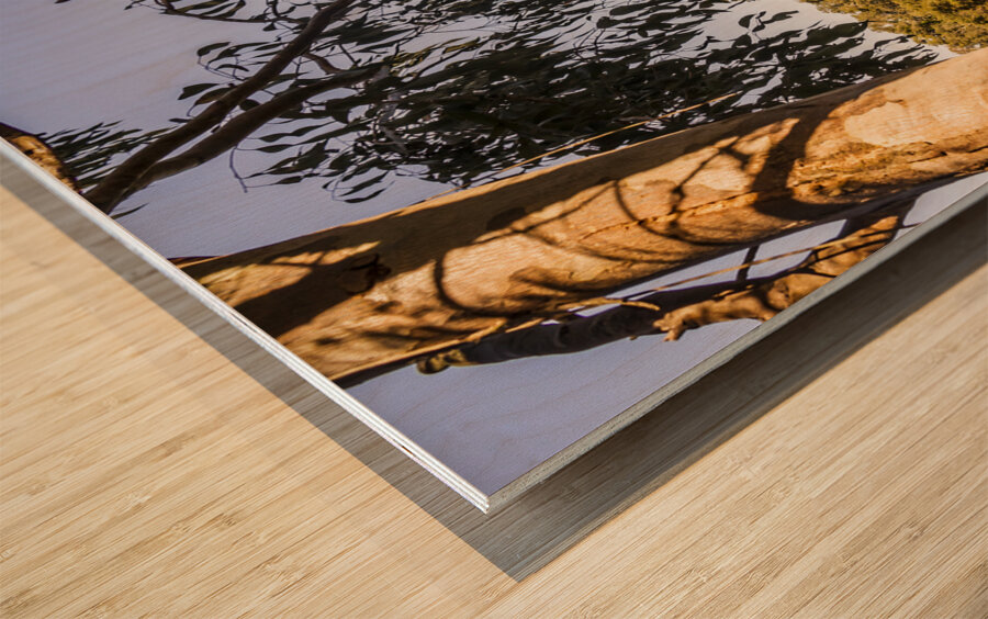 Framing stillness Wood print