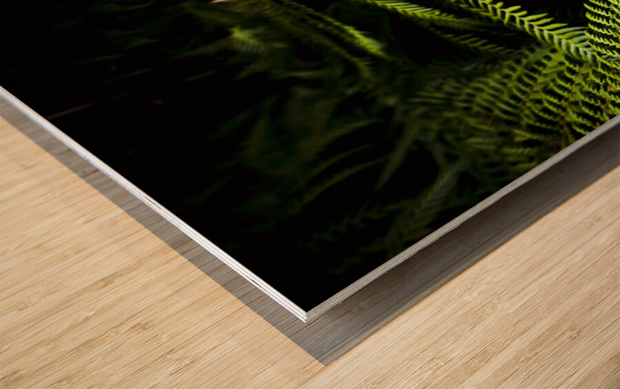 Twilight rainforest fern  Wood print