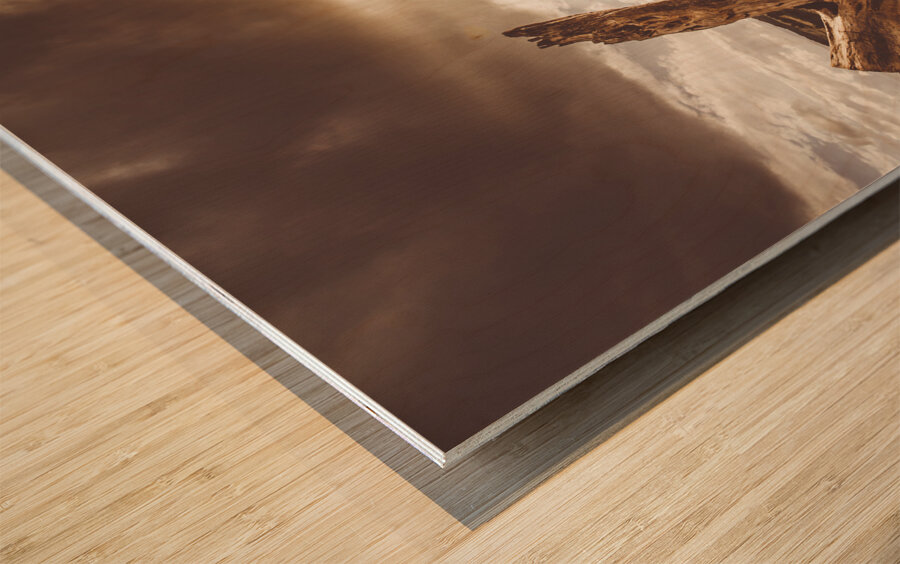 Arid Tasmania bush landscape Wood print