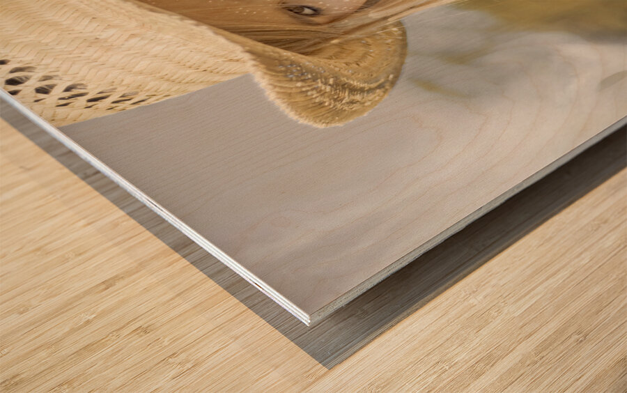 Country And Western Corn Slinger Wood print