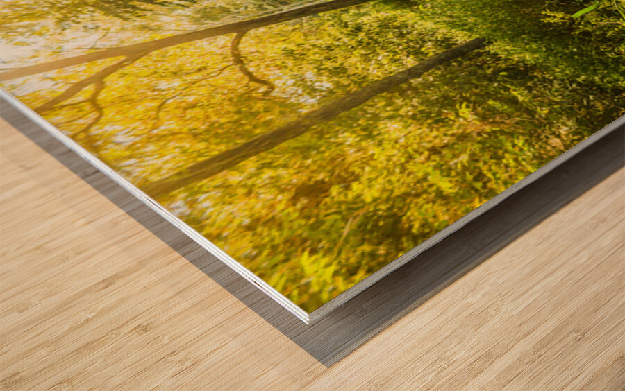 Forgotten forest Wood print