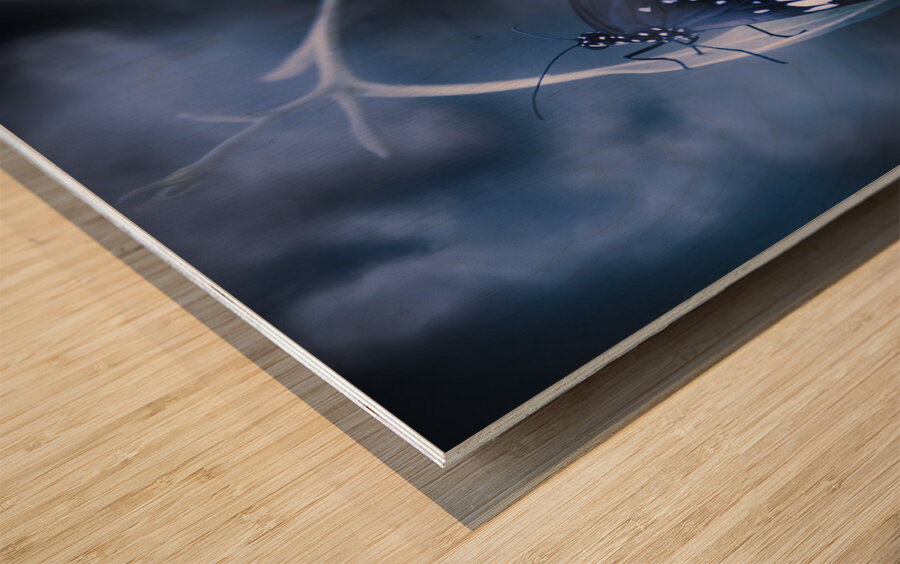 Misty moonlight butterfly in blue twilight forest Wood print