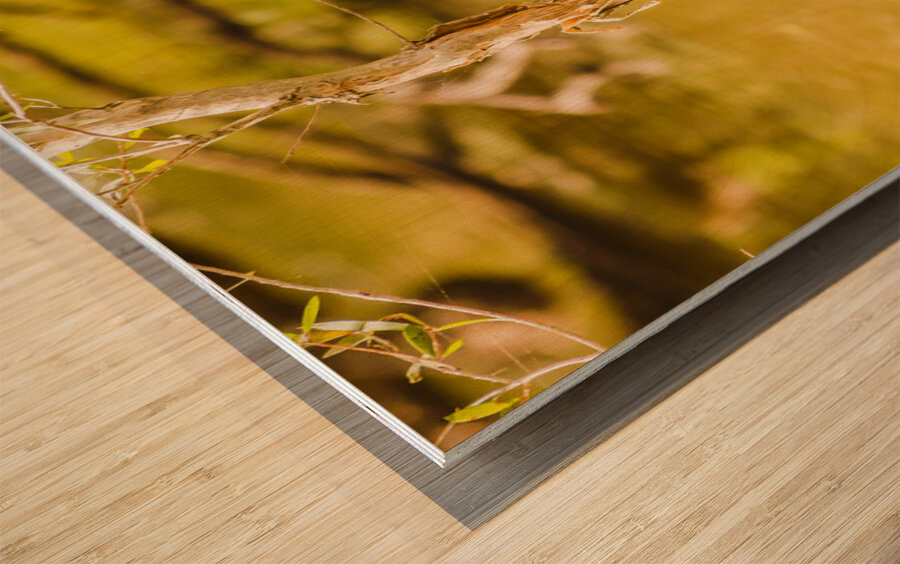 Afternoon lakes Wood print