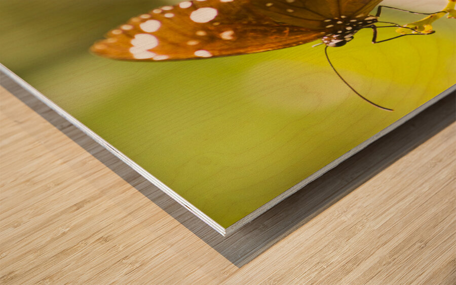 Spotted black crow butterfly  Wood print