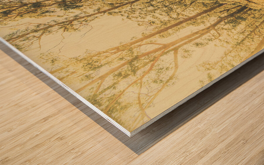 Tasmanian forest sunrise Wood print