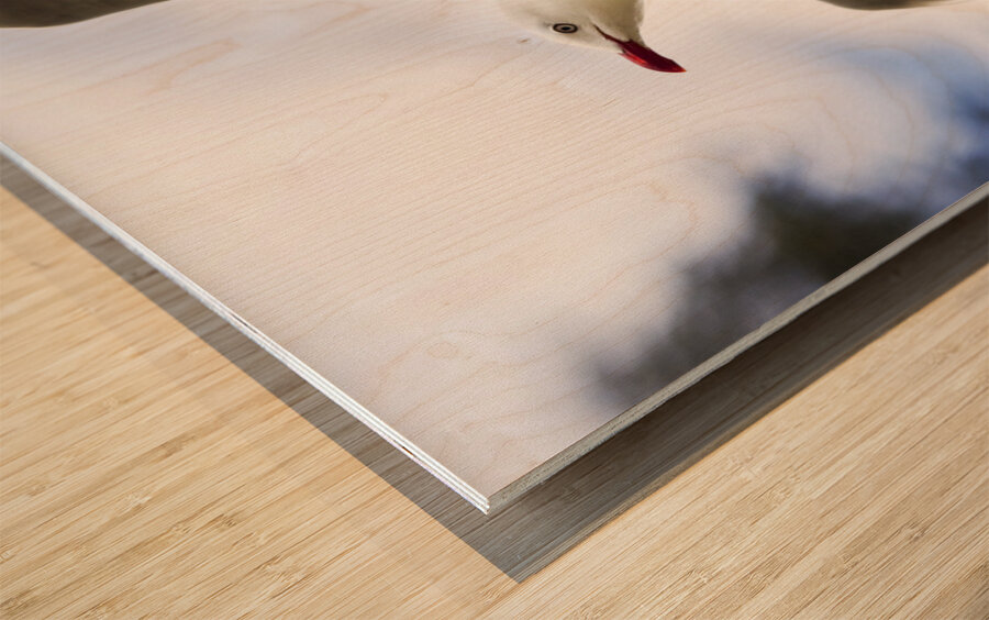 Dusk Flight Wood print